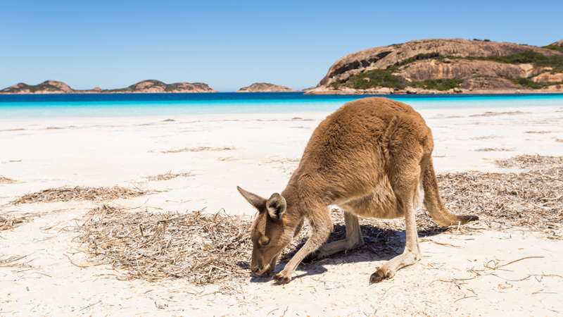 Kangaroo on Beach - Tourism Australia - Wide
